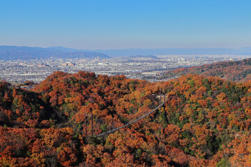 ほしだ園地の紅葉と吊り橋（大阪）
