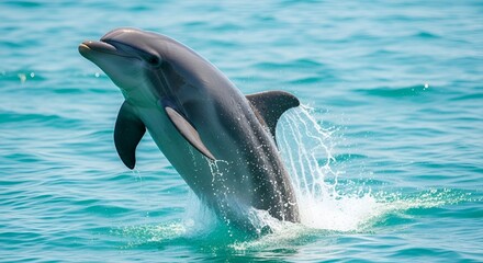 Fototapeta premium Graceful dolphin leaping from tranquil turquoise ocean waters, a captivating scene of marine wildlife in its natural habitat, embodying freedom