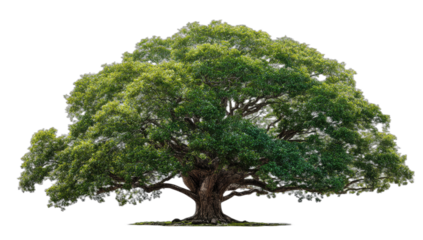 Lush, sprawling tree with dense green foliage and strong, gnarled trunk