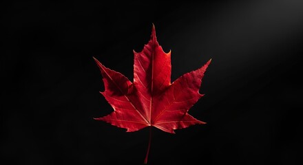Stunning crimson maple leaf with intricate veins on a sleek black backdrop brings an elegant autumnal vibe, perfect for seasonal designs and promotions