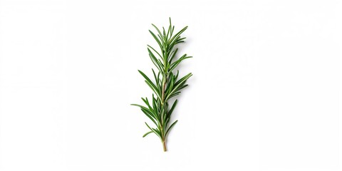 Obraz premium Fresh rosemary leaves on a white background, used in culinary seasoning, aromatic herbs, World Herbs Day