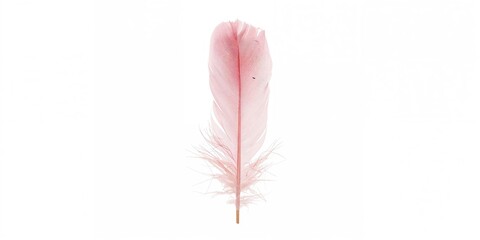 Close-up of a pink feather highlighting delicate barbs and intricate textures, suitable for background or design elements