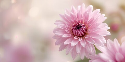 Close-up of a pink chrysanthemum with delicate petals and a magenta center, ideal for floral background design
