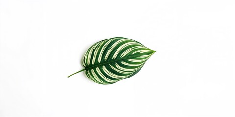 Alocasia Zebrina leaves isolated on a white background, suitable for botanical illustration or plant cataloging