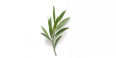 Fototapeta premium Tea tree leaves displayed on a white background, botanical ingredients for herbal applications