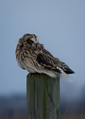 short eared owl on a fence