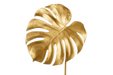 Golden monstera leaf decorating tropical luxury style
