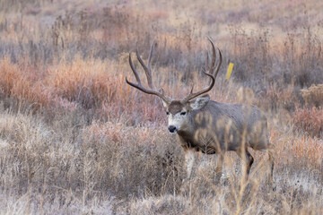 Buck Mule Deer During the Rut in Colorado in Autumn
