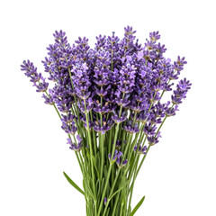 Fototapeta premium Fresh lavender bouquet isolated floral arrangement detailed close up isolated on transparent background