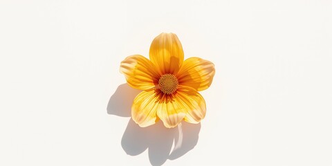Obraz premium Close-up of Wedelia flower on a white backdrop highlighting vibrant petals for botanical study, Earth Day