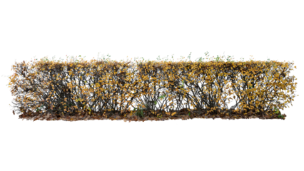 Hedge in autumn with some yellow leaves, isolated on white and transparent background