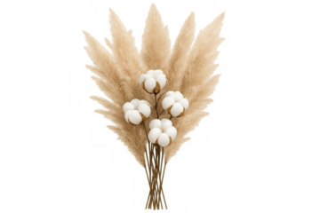 Pampas grass and cotton bouquet creating a boho style decoration. Dried neutral plants for home decor. Transparent background