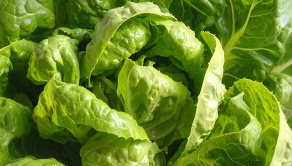 A close-up view capturing the vibrant texture of a leafy, green vegetable, showcasing its layers and organic forms