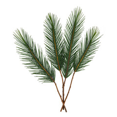 Realistic Pine Branches Cluster Natural Arrangement Studio Photography HD