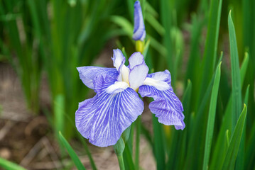花菖蒲（染谷花菖蒲園）