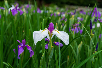 花菖蒲（染谷花菖蒲園）