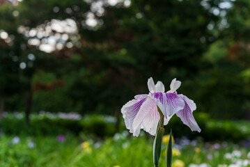 花菖蒲（染谷花菖蒲園）