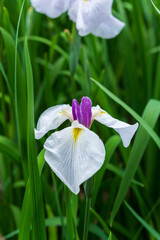 花菖蒲（染谷花菖蒲園）