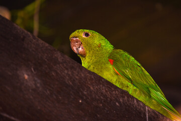 White-eyed Parakeet