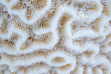 Close-up of white brain coral showing ridged, maze-like patterns.