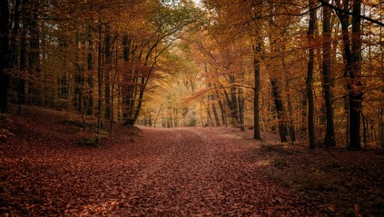 Obraz premium A peaceful woodland pathway bathed in sunlight, covered with colorful autumn foliage, suitable for landscape backgrounds