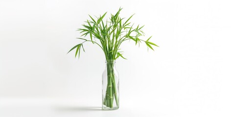 Bamboo shoots in a bottle, highlighting sustainable plant cultivation and decorative display, used in gardening or eco design