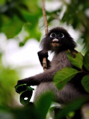 A Dusky leaf Macaque perched on a branch holding the tip of the tree with its hand at Kaeng Krachan National Park Thailand