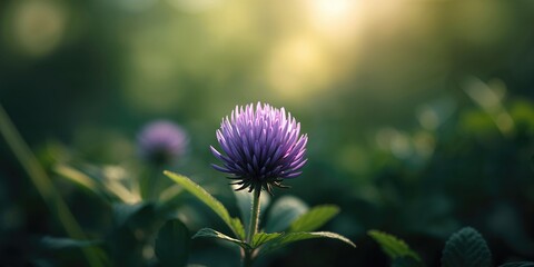 Violet clover blossom in detailed macro view, floral structure for plant identification