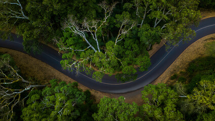 An aerial view of a winding road through a forest with a mix of lush green trees and older, lighter-colored trees.