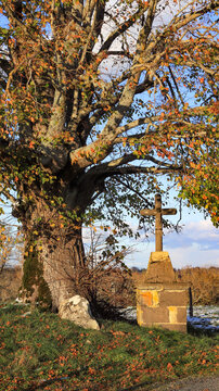 tilleul "Sully" &agrave; Loubeyrat