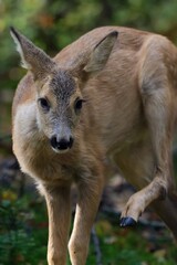 Fototapeta premium Deer in the forrest