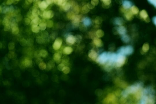 Abstract nature bokeh background. Green nature backdrop with defocused forest in Malaysia.