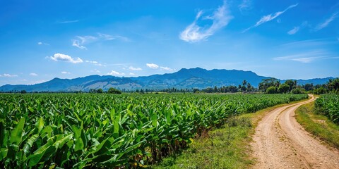 Ecuador's banana plantation alongside a road, agricultural infrastructure and transportation logistics