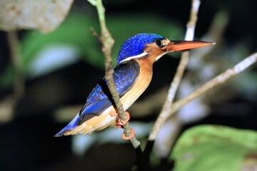 Birds of Borneo. Blue-eared kingfisher (Alcedo meninting), bird species of Kinabatangan river in Sukau, northeastern Sabah on Borneo island, Malaysia.