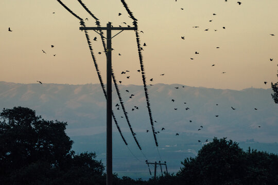 birds on powerlines
