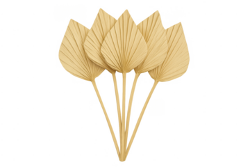 Dried palm leaves displaying natural bohemian and tropical decor