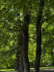 Fototapeta premium trees in the park