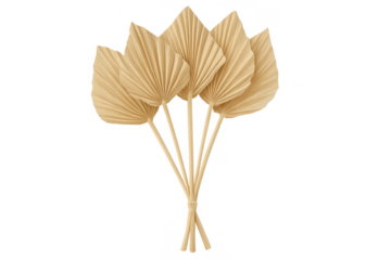 Dried fan palm leaves bouquet decorating transparent background