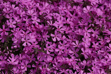 Obraz premium pink flowers background
