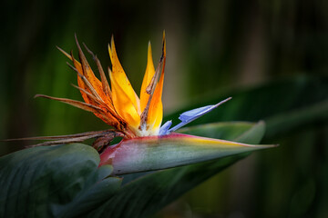 Strelitzia The Botancial Garden Funchal