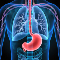 anatomy, body, human, medical, x-ray, pain, 3d, health, illustration, cancer, science, spine, medicine, brain, bone, stomach, blue, chest, heart, skeleton, joint, woman,erkek,b&ouml;brek,beyin,miğde