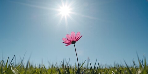 Close-up of a pink cosmos flower with vivid petals under bright sunlight, highlighting flowering stages