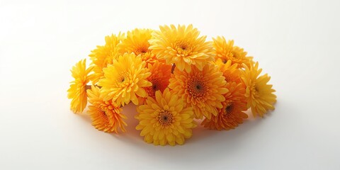 White background with chrysanthemums set as a backdrop for text, ideal for floral or seasonal themes, World Malaria Day