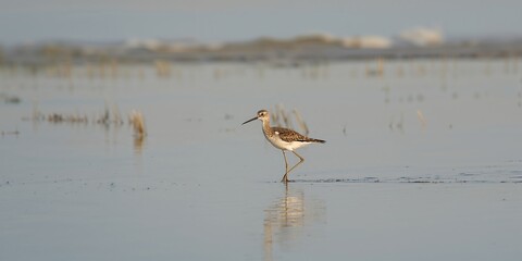 Black tailed godwit wading in water, natural wetland habitat for bird conservation awareness