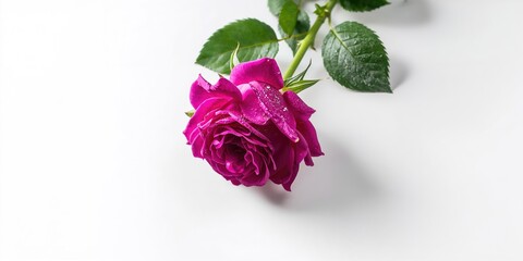 Fototapeta premium Close-up of a vibrant magenta rose with green foliage, ideal for floral layout templates