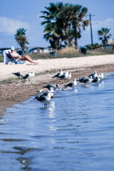 Obraz premium Seagulls on the Texas beach