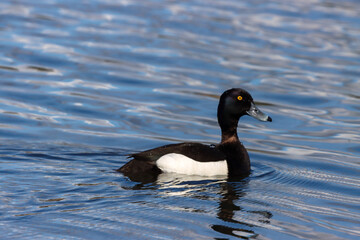 Obraz premium duck on the water