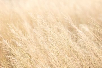 A close-up background of brown wildflowers, with a soft, in-focus shot,A close-up, shallow depth of field shot capturing a field of dried, golden-brown wild plants, possibly in late summer or early.