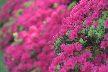 春に咲くツツジの花