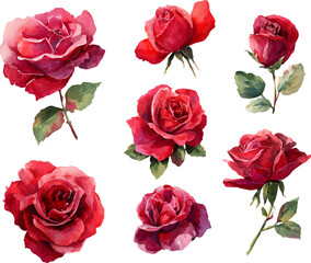 Fototapeta premium red roses on white background